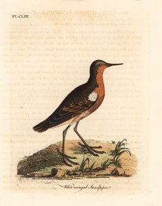 Tahitisk sandpiper, Prosobonia leucoptera. Uddøde. (Hvidvinget sandpiper, Tringa leucoptera.) Håndfarvet kobberplade tegnet og indgraveret af John Latham fra hans egen A General History of Birds, Winchester af John Latham