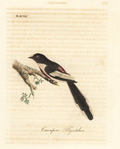 Hvidbuget minivet, Pericrocotus erythropygius (Cawnpore fluesnapper). Indien. Håndfarvet kobberplade tegnet og indgraveret af John Latham fra hans egen A General History of Birds, Winchester af John Latham