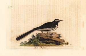 Hvidbrynet viphale guldbredfodet vipstjert, Motacilla maderaspatensis. (Fodvipstjert fra Indien). Håndfarvet kobberplade tegnet og indgraveret af John Latham fra hans egen A General History of Birds, Winchester af John Latham