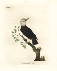 Hvidhovedet sumptyran, Arundinicola leucocephala (Hvidhovedet tody, Todus leucocephalus). Håndfarvet kobberplade tegnet og graveret af John Latham fra hans egen A General History of Birds, Winchester af John Latham