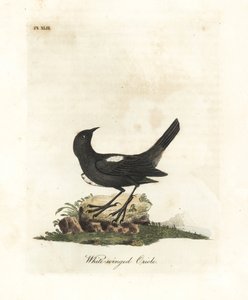 Hvidskuldret tanager, Tachyphonus luctuosus (Hvidvinget oriole, Oriolus leucopterus). Håndfarvet kobberplade tegnet og graveret af John Latham fra hans egen A General History of Birds, Winchester af John Latham