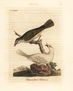 Hvid klokke, Procnias albus, han og hun (Carunculated chatterer, Ampelis carunculata). Håndfarvet kobberplade tegnet og indgraveret af John Latham fra hans egen A General History of Birds, Winchester