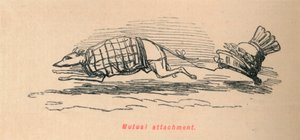 Gensidig fæste, 1852 af John Leech