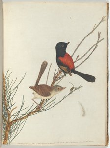 Scarlet & black warbler. Lewis, John. Fugle i New South Wales med deres naturlige historie. Sydney- G af John William Lewin