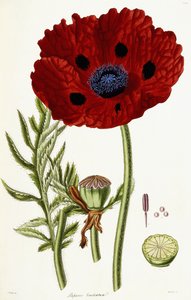 Valmuebrakteat, 1821-1826