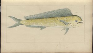 Lindsay Drawings Vol. VII af John Lindsay