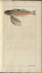 Lindsay Drawings Vol. VII af John Lindsay
