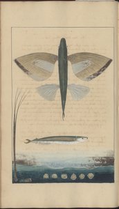 Lindsay Drawings Vol. VII af John Lindsay