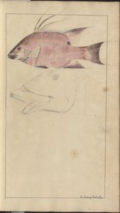 Lindsay Drawings Vol. VII af John Lindsay