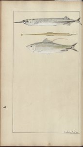 Lindsay Drawings Vol. VII af John Lindsay