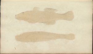 Lindsay Drawings Vol. VII, 21 af John Lindsay
