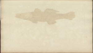 Lindsay Drawings Vol. VII, 22 af John Lindsay