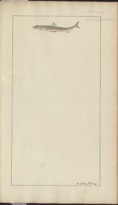Lindsay Drawings Vol. VII, 23 af John Lindsay