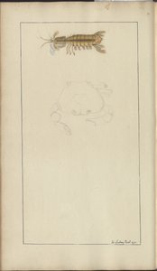 Lindsay Drawings Vol. VII, 24 af John Lindsay