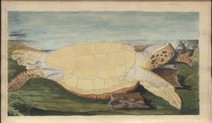 Lindsay Drawings Vol. VII, 31 af John Lindsay