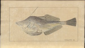 Lindsay Drawings Vol. VII, 7 af John Lindsay