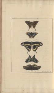 Lindsay Drawings Vol. VI, 31 af John Lindsay