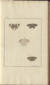 Lindsay Drawings Vol. VI, 42 af John Lindsay