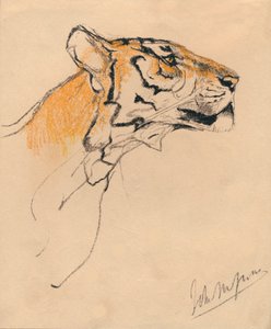 Leder af en tiger, c1910