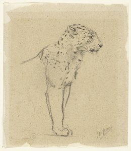 Studie af en stående leopard af John Macallan Swan