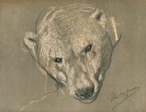 Studie af et isbjørnehoved, c1901 af John Macallan Swan