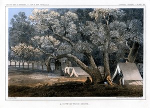 A Cotton Wood Grove, 1856 af John Mix Stanley