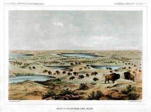 Bisonbesætning nær Lake Jessie, North Dakota, USA, 1856.