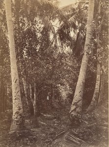 Tropisk landskab, Skov nær Turbo, 1871.