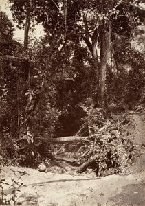 Tropisk landskab, The Brook El Bano, Chipigana, 1871.