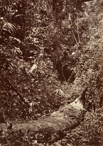 Tropisk landskab, Tropisk skov, 1871.