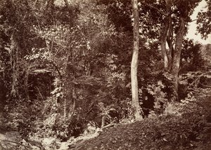 Tropisk landskab, udsigt nær Chipigana, 1871. af John Moran