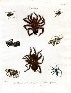 ARANEA: Avicularia;Tarantula og Aculeata-edderkopper