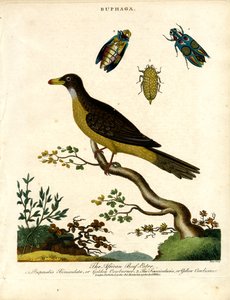 Afrikansk oksebuk (Buphaga) og juvelbiller
