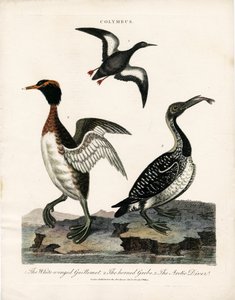 Arktiske havfugle af Colymbus-slægten af John Pass