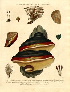 Blasia;Boletus;Buxbaumia;og Byssus af John Pass