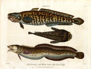 Klumpfisk, hvillingfisk og paddefisk