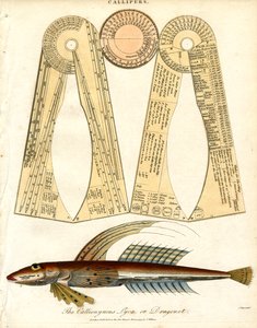 Kallider og dragefisk af John Pass