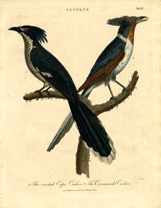 Cape- og Coromandel-gøg