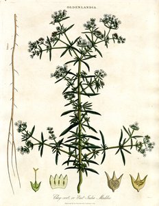 Chay-rod eller østindisk krappurt