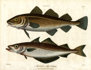 Torsk og sej af John Pass