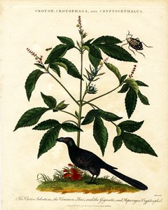 Croton;Crotophaga;og Cryptocephalus af John Pass