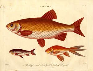 Cyprinus: Orfe og guldfisk i Kina