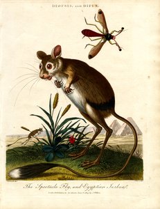 Diopsis og Dipus (stankelbensflue og egyptisk jerboa)