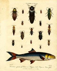 Elater og Elops: Sytten arter af Elater eller Skipper;  Elops eller Saur-fisk af John Pass