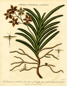 Epidendrum;Ephemera;og Erodius