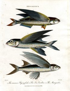Exocoetus: Flyvende fisk af John Pass