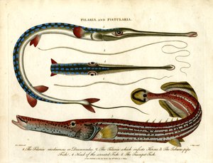 Filaria og Fistularia - Trådorm og rørfisk