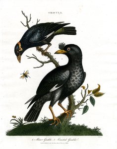 Grackles - Lille Grackle og Crested Grackle af John Pass