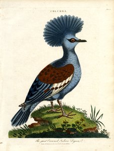 Stor kronet indisk due (Columba) af John Pass