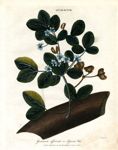 Guaiacum officinale - Lignum Vitae af John Pass